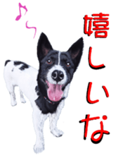 BERNESE MOUNTAIN DOG RIN Ver.4 sticker #8628014