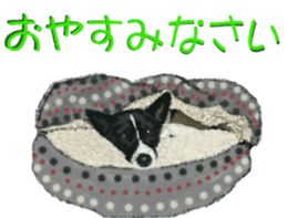 BERNESE MOUNTAIN DOG RIN Ver.4 sticker #8628015