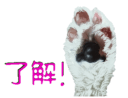 BERNESE MOUNTAIN DOG RIN Ver.4 sticker #8628016