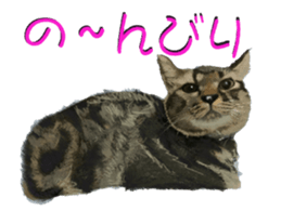 BERNESE MOUNTAIN DOG RIN Ver.4 sticker #8628017