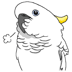 White cockatoos daily