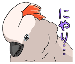 White cockatoos daily sticker #8632181