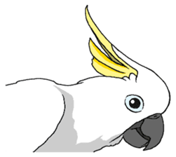 White cockatoos daily sticker #8632182