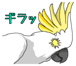 White cockatoos daily sticker #8632183
