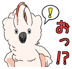 White cockatoos daily sticker #8632184