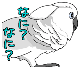 White cockatoos daily sticker #8632185