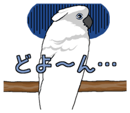 White cockatoos daily sticker #8632186