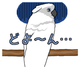 White cockatoos daily sticker #8632186