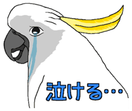 White cockatoos daily sticker #8632188