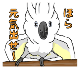 White cockatoos daily sticker #8632190