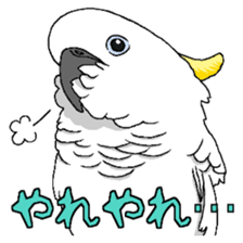 White cockatoos daily sticker #8632192