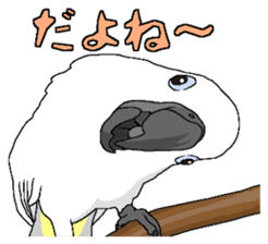 White cockatoos daily sticker #8632193