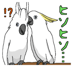 White cockatoos daily sticker #8632194