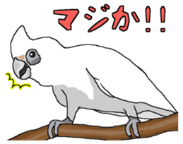 White cockatoos daily sticker #8632195