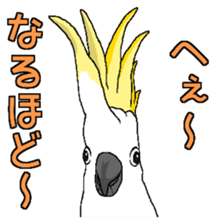 White cockatoos daily sticker #8632196