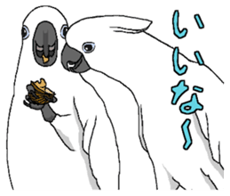 White cockatoos daily sticker #8632197