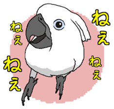 White cockatoos daily sticker #8632198