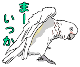 White cockatoos daily sticker #8632201