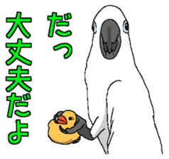 White cockatoos daily sticker #8632203