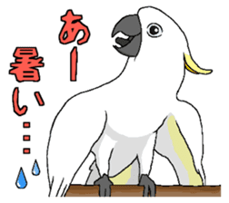 White cockatoos daily sticker #8632204