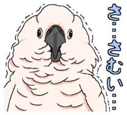 White cockatoos daily sticker #8632205