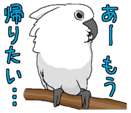 White cockatoos daily sticker #8632206