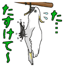 White cockatoos daily sticker #8632210