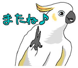 White cockatoos daily sticker #8632213
