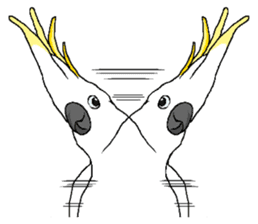 White cockatoos daily sticker #8632216
