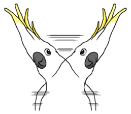 White cockatoos daily sticker #8632216