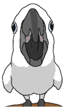 White cockatoos daily sticker #8632217