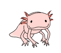Axolotl and Giant salamander sticker #8644825