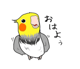 Pretty Mr,cockatiel sticker #8675866
