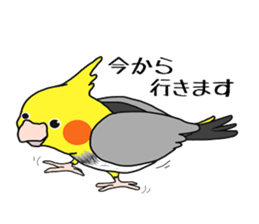 Pretty Mr,cockatiel sticker #8675867