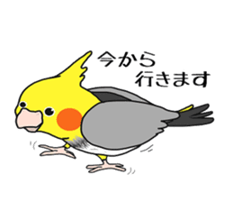 Pretty Mr,cockatiel sticker #8675867