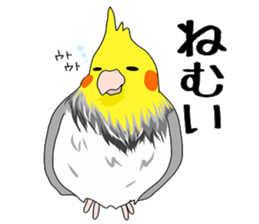 Pretty Mr,cockatiel sticker #8675869