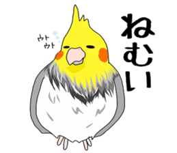 Pretty Mr,cockatiel sticker #8675869