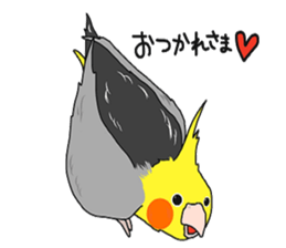 Pretty Mr,cockatiel sticker #8675870