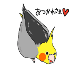 Pretty Mr,cockatiel sticker #8675870