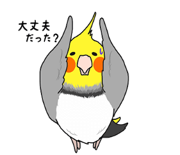Pretty Mr,cockatiel sticker #8675871