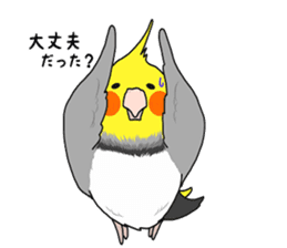 Pretty Mr,cockatiel sticker #8675871
