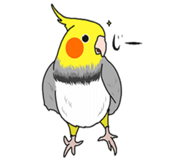 Pretty Mr,cockatiel sticker #8675873