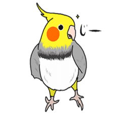 Pretty Mr,cockatiel sticker #8675873