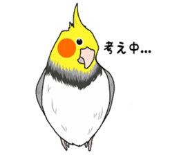 Pretty Mr,cockatiel sticker #8675875