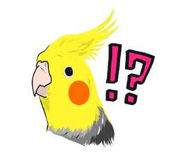 Pretty Mr,cockatiel sticker #8675877