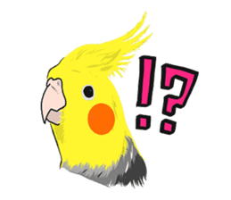 Pretty Mr,cockatiel sticker #8675877