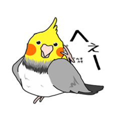 Pretty Mr,cockatiel sticker #8675878