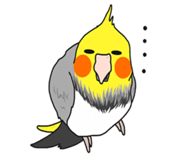 Pretty Mr,cockatiel sticker #8675879