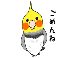 Pretty Mr,cockatiel sticker #8675882