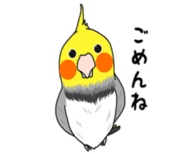Pretty Mr,cockatiel sticker #8675882